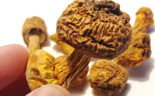 巴西菇、姬鬆茸烘幹機-怎樣烘幹色澤好且菇體褶片完整？