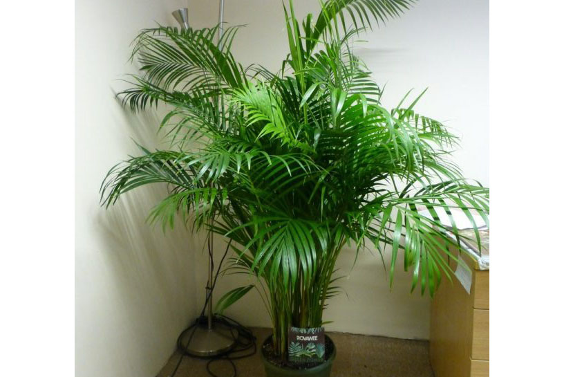 91看片在线下载植物棕櫚.jpg
