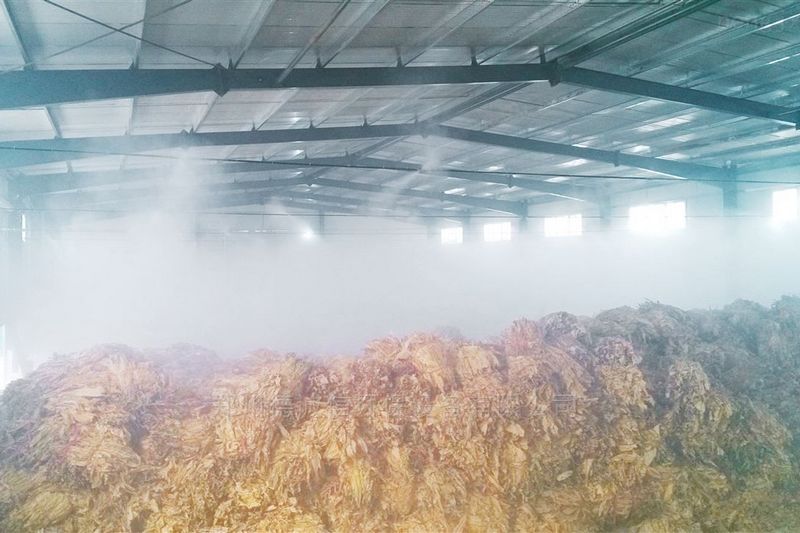 提升煙葉加工質量，高效回潮很重要