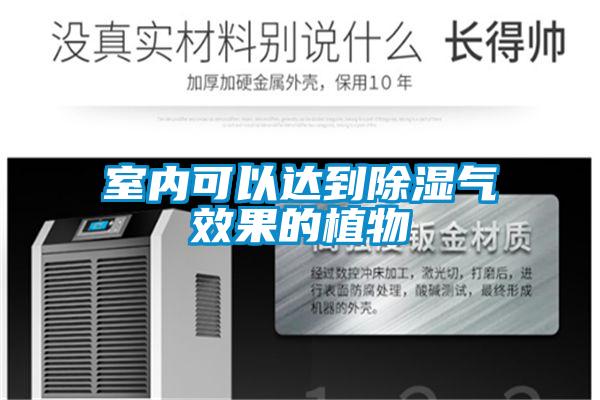 室內可以達到91看片在线下载氣效果的植物