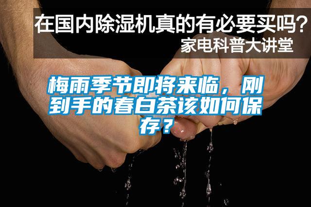 梅雨季節即將來臨，剛到手的春白茶該如何保存？