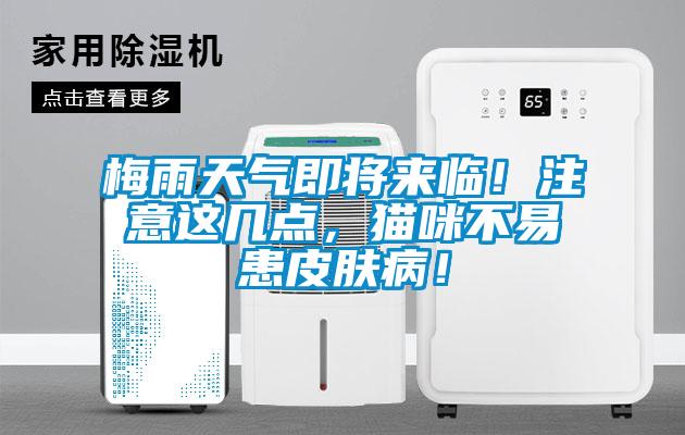梅雨天氣即將來臨！注意這幾點，貓咪不易患皮膚病！