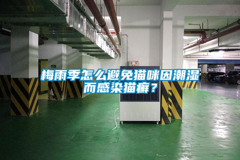 梅雨季怎麽避免貓咪因潮濕而感染貓癬？