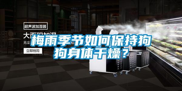 梅雨季節如何保持狗狗身體幹燥？